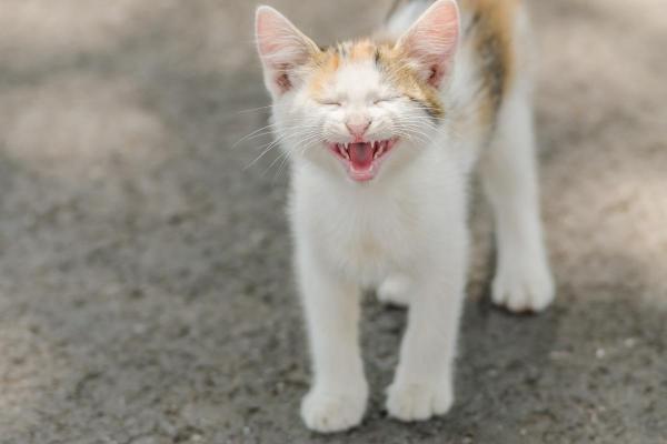 Types de sons et de cris du chat - 1. Miaulements puissants et dans une direction : appel pour attirer l'attention