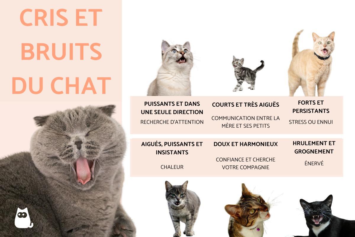 Types de sons et de cris du chat