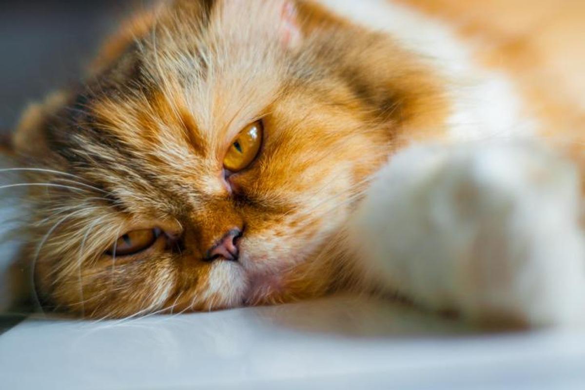 Coccidiose chez le chat - Symptômes et traitement