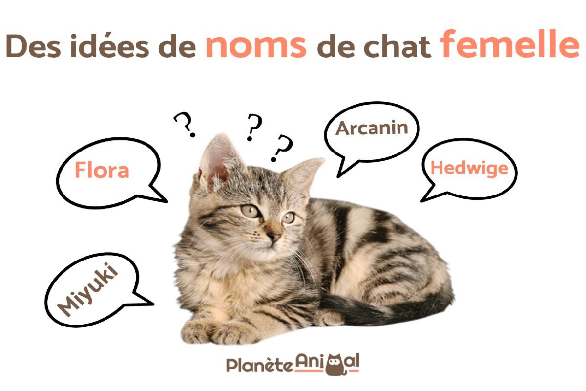 Des idées de noms de chat femelle