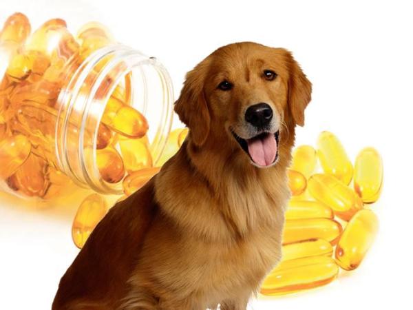 Huile de foie de morue pour chien - Quantité et bienfaits