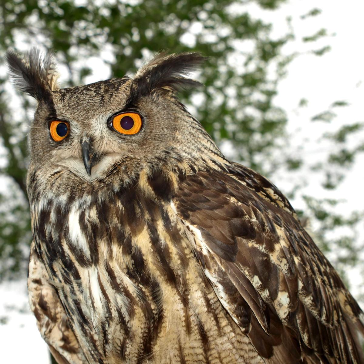 Alimentation du hibou grand-duc