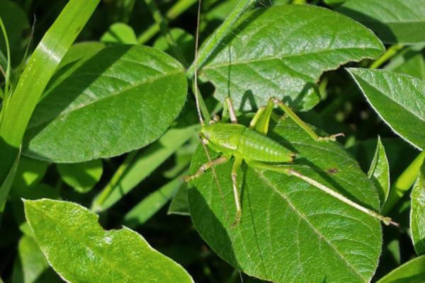 Types de sauterelles - Calliphona koenigi