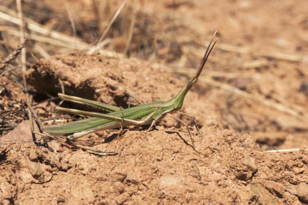 Types de sauterelles - Truxalis nasuta