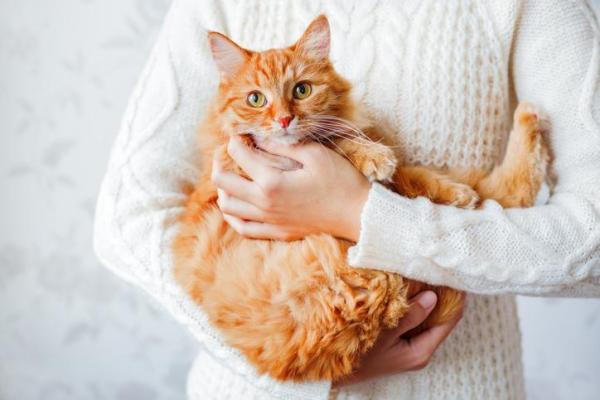 Les 5 personnalités du chat selon Lauren Finka - 1. Le chat-humain