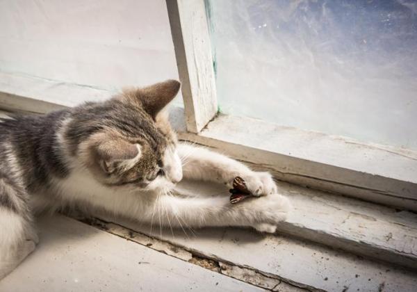 Les 5 personnalités du chat selon Lauren Finka - 3. Le chat chasseur
