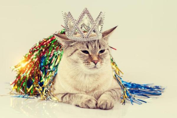 Les 5 personnalités du chat selon Lauren Finka - 4. Le chat-fouineur