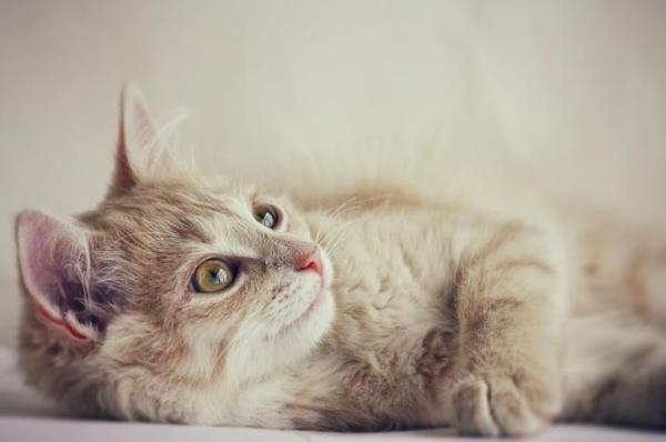 Les 5 personnalités du chat selon Lauren Finka - 5. Le chat solitaire