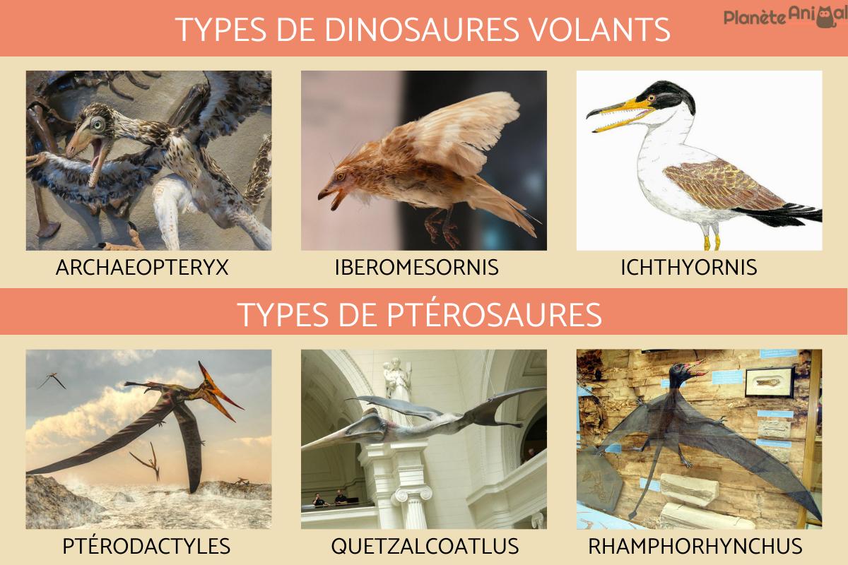 Dinosaure volant - Noms et photos