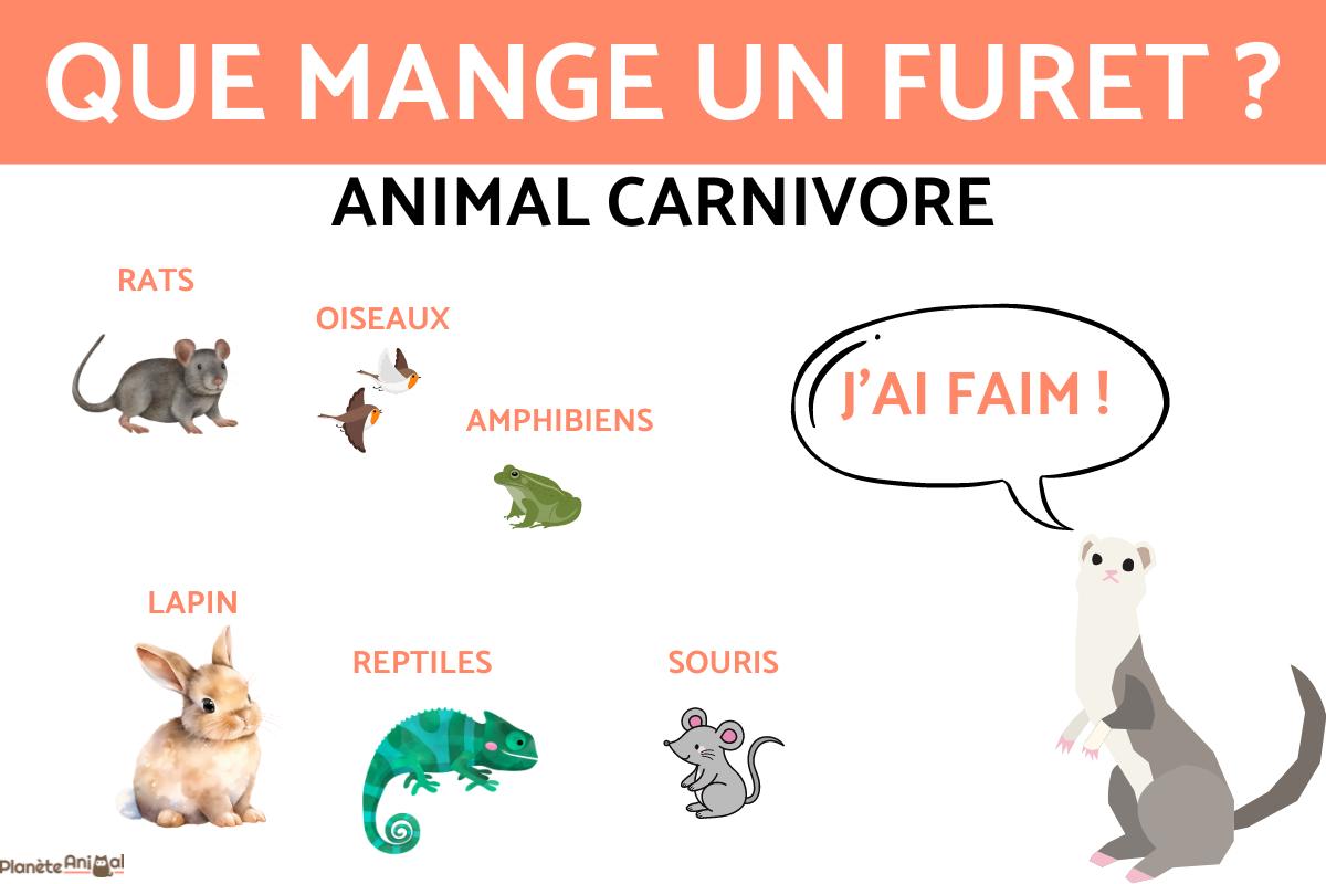 Que mange un furet