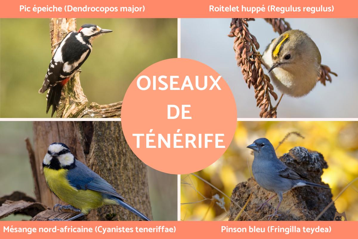 Oiseaux de Tenerife