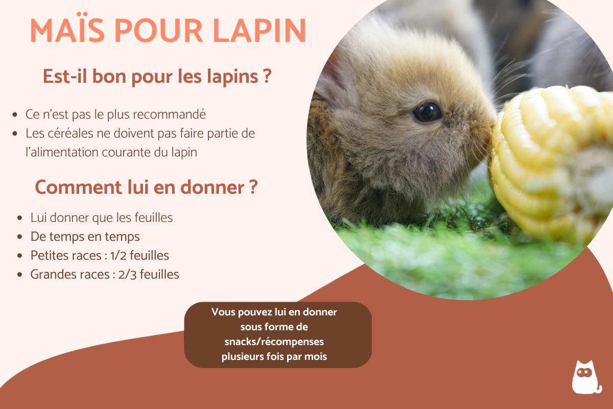 Mon lapin peut-il manger du maïs ?