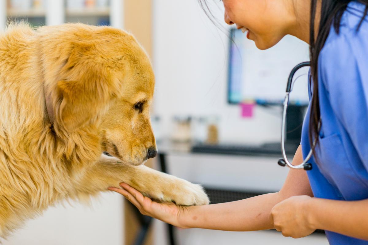 Mon chien tremble et ne mange pas - Causes et traitements