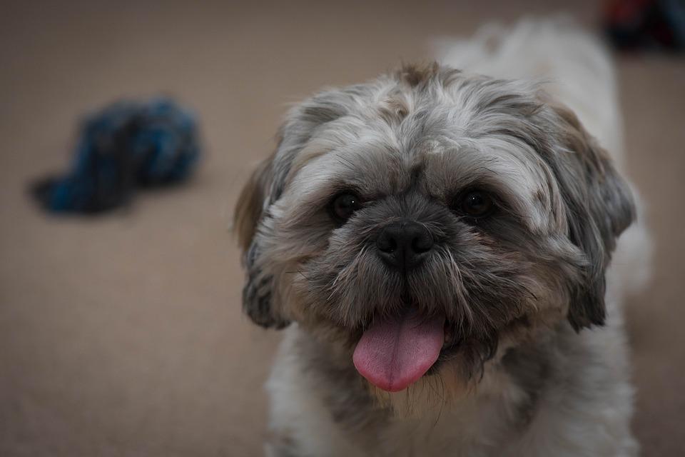Asthme chez le chien Symptômes, traitement et remède naturel
