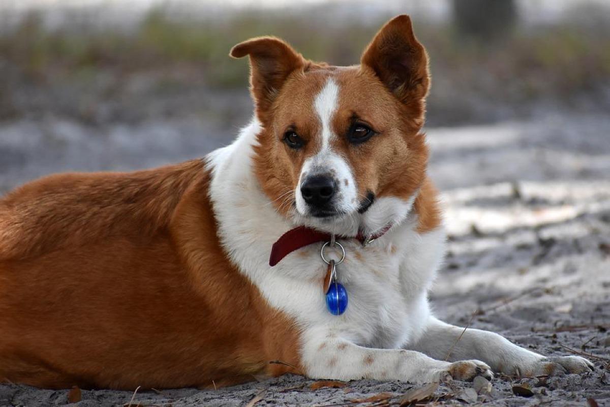 Crampe chez le chien - Causes, symptômes et traitement