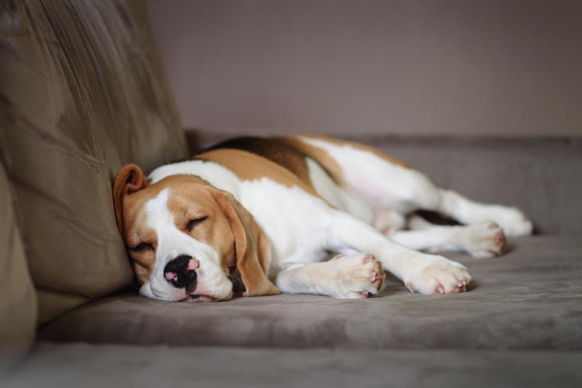 Mon chien tremble et ne mange pas - Causes et traitements