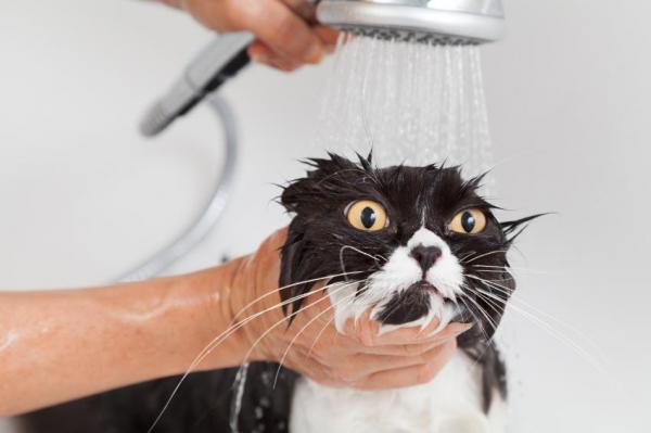 Pourquoi les chats n'aiment pas l'eau ?