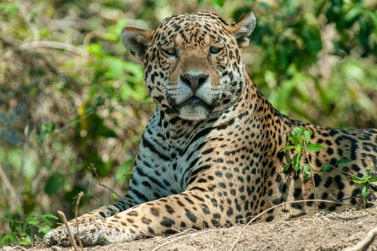 Types de jaguar
