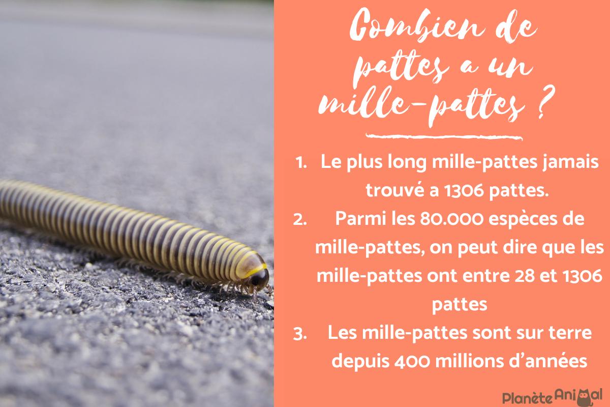 Combien de pattes a un mille-pattes ?