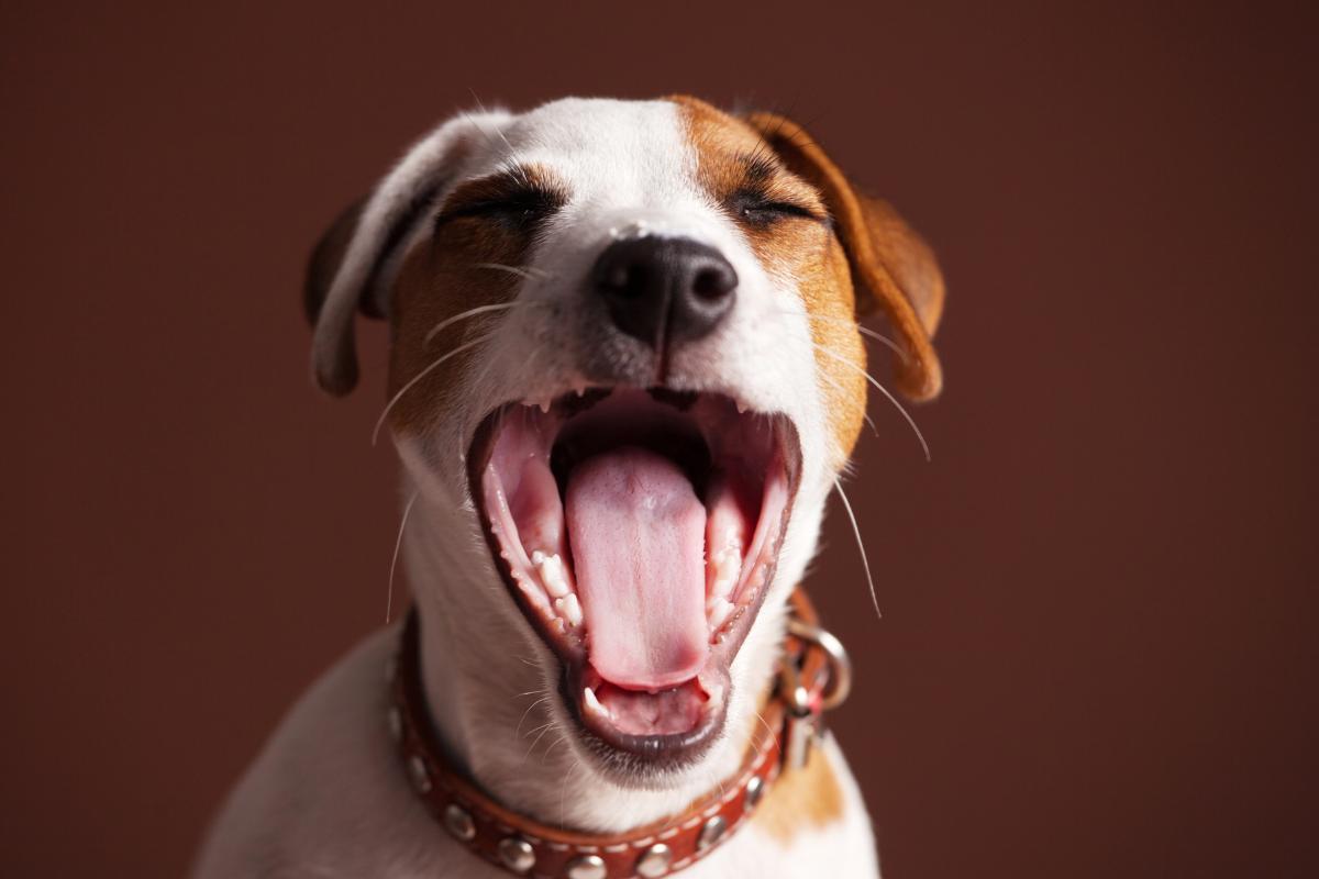 CHIEN qui BÂILLE CAUSES