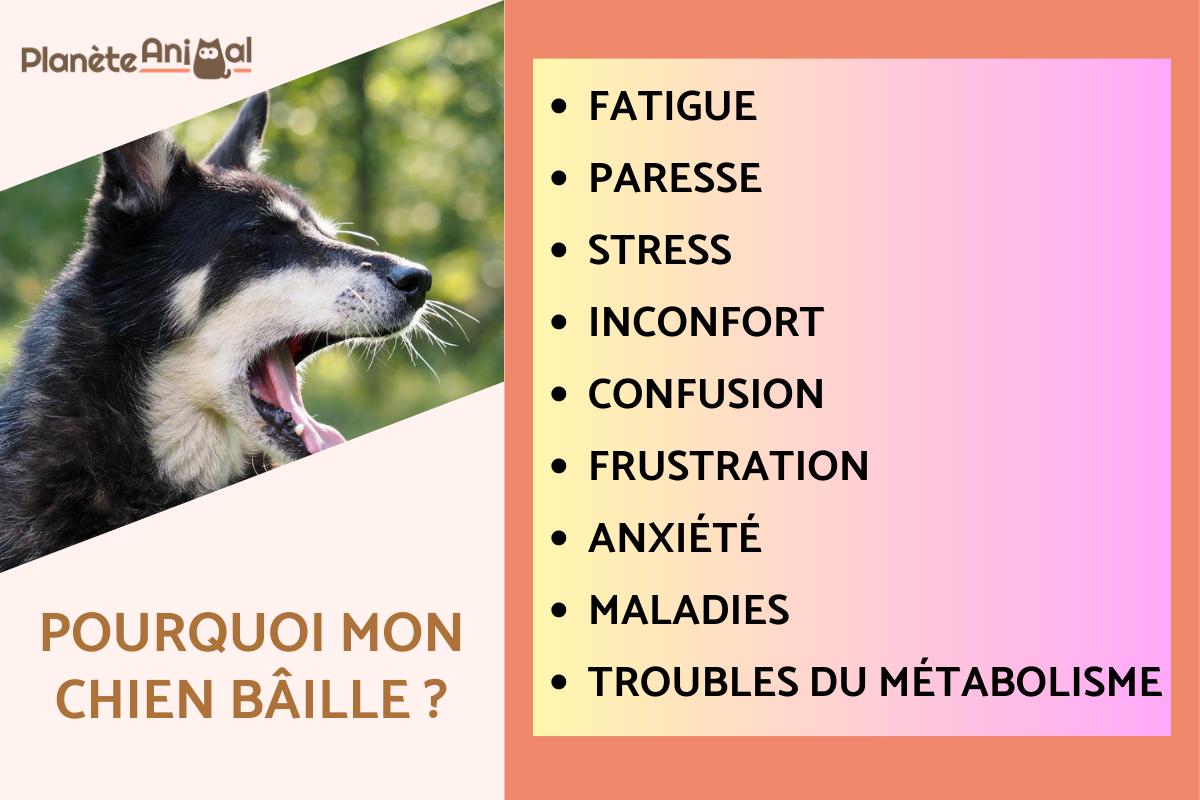CHIEN qui BÂILLE CAUSES