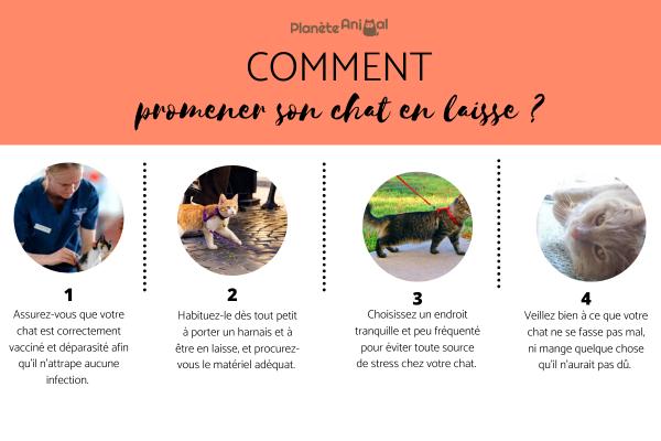 Est ce que je peux promener mon chat en laisse ?