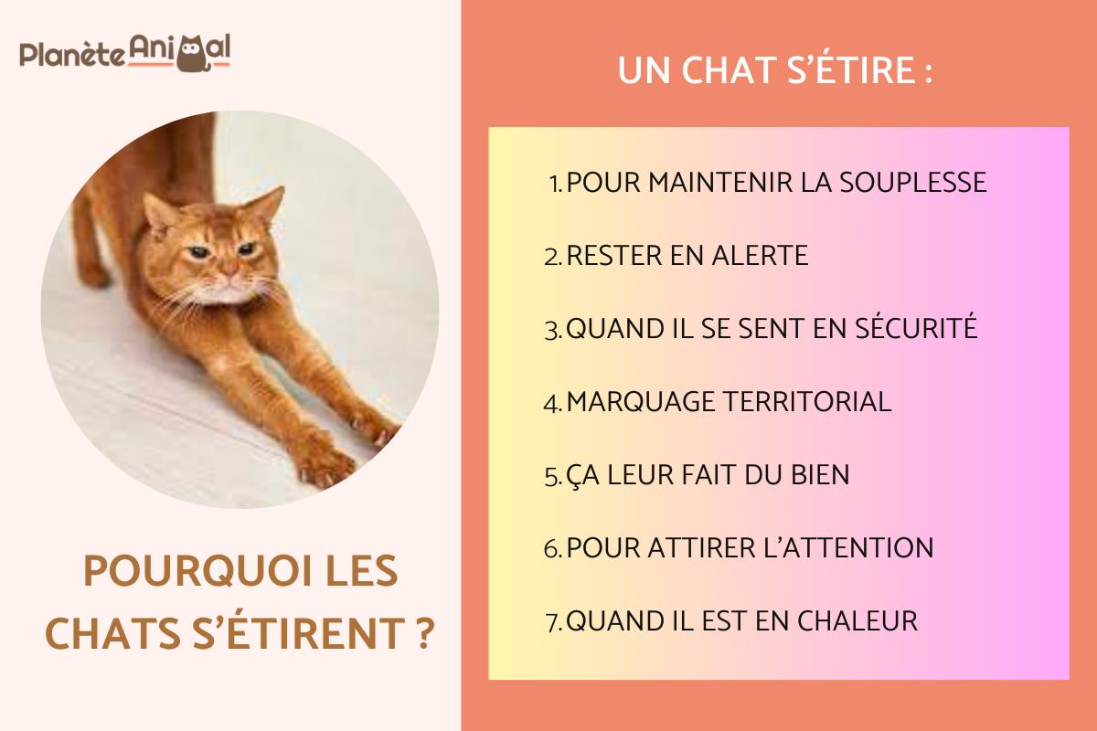 Pourquoi les chats s'étirent