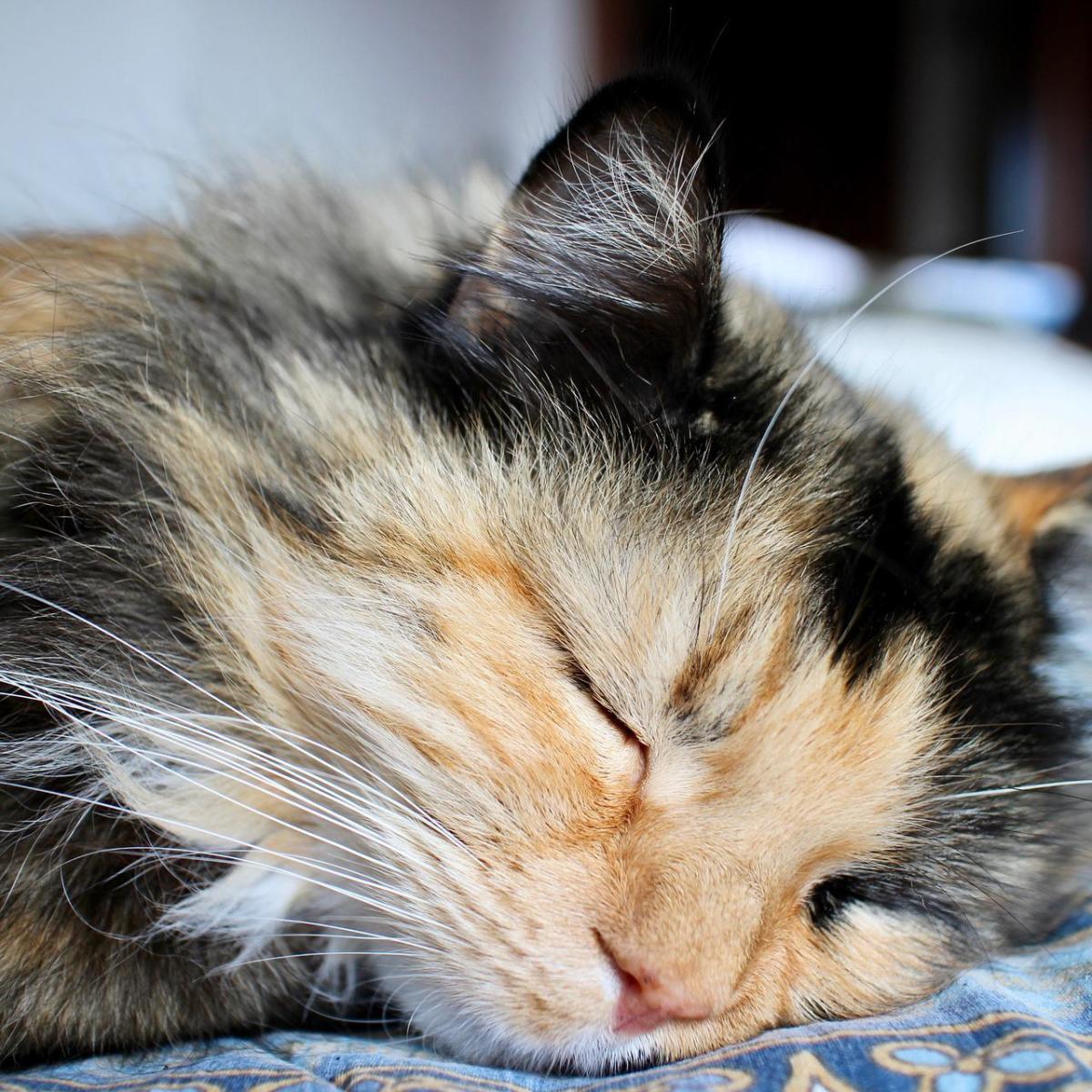 Pourquoi mon chat tremble quand il dort ?