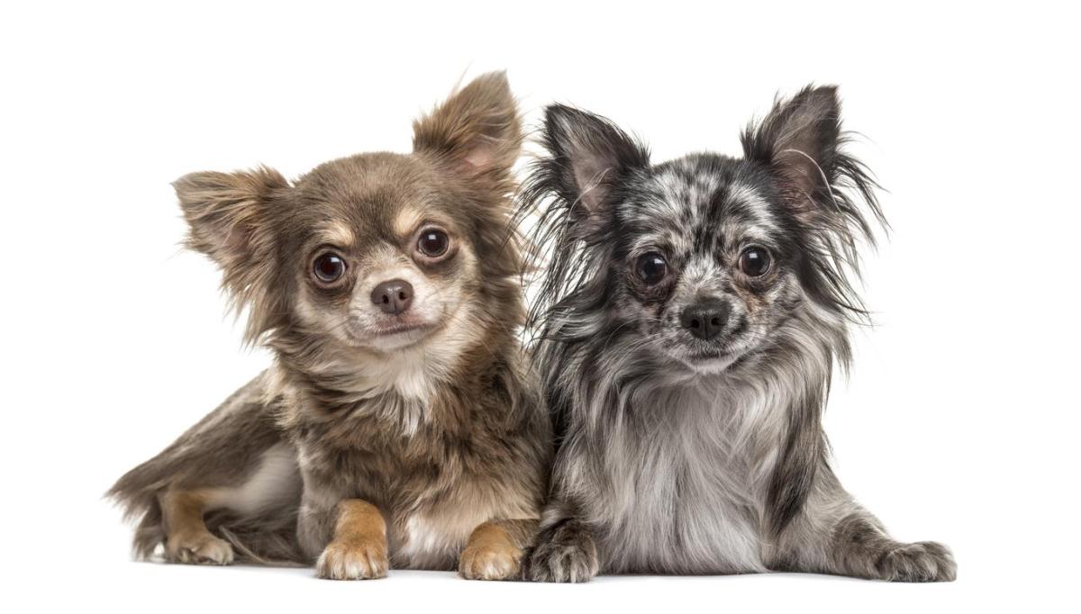 Noms aztèques pour chiens