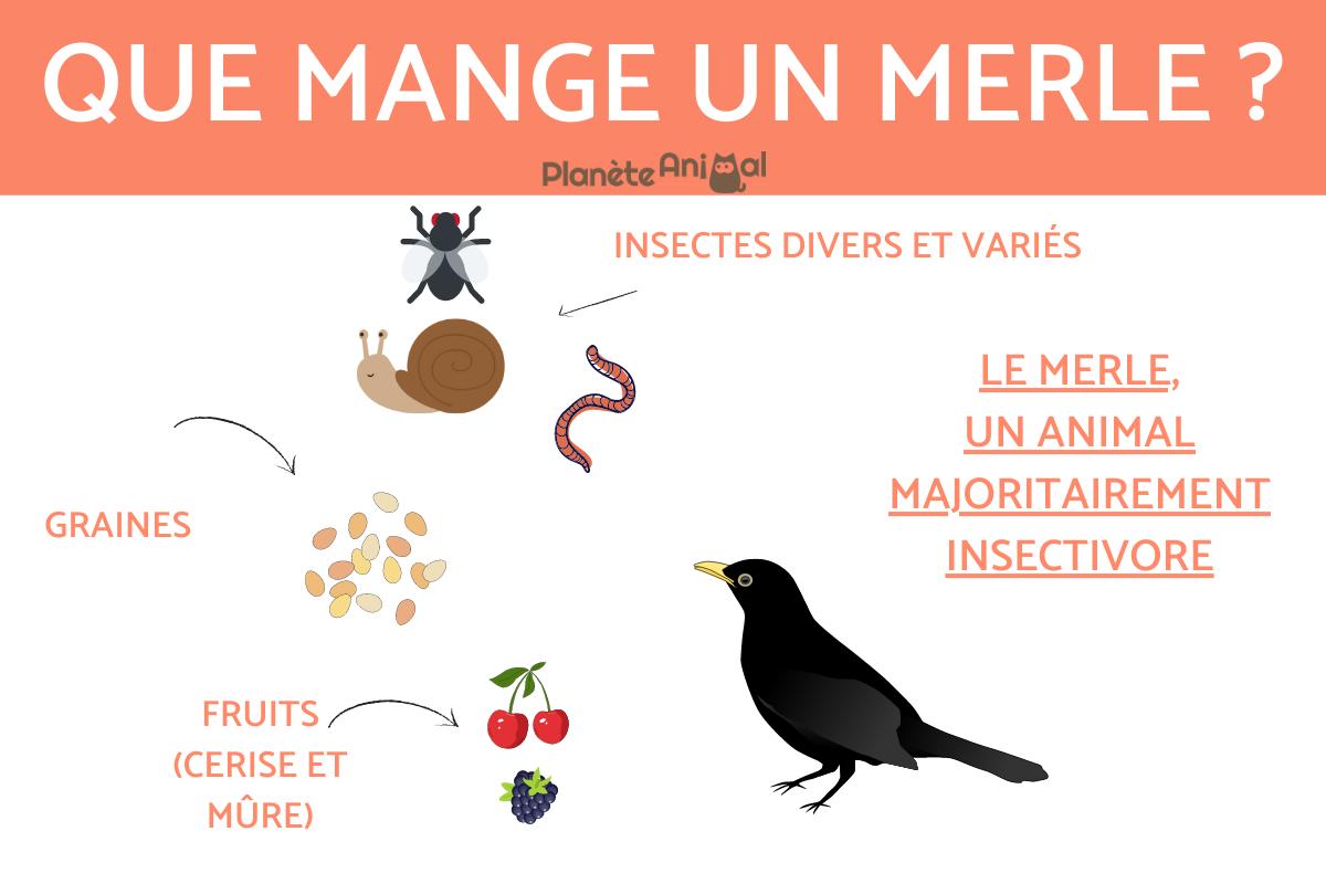 Que mange un merle ? - Alimentation du merle