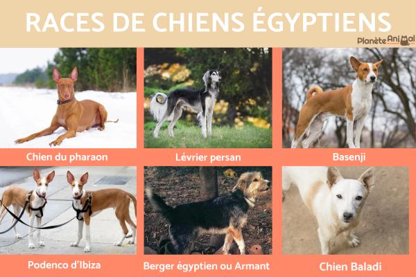 Chien égyptien - Races et caractéristiques