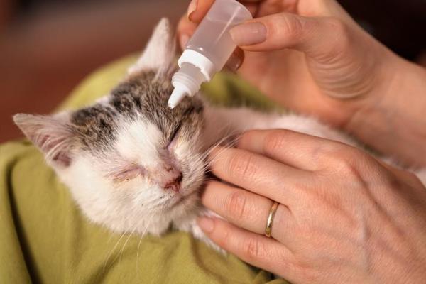 Collyre pour chat - Types, doses et utilisation