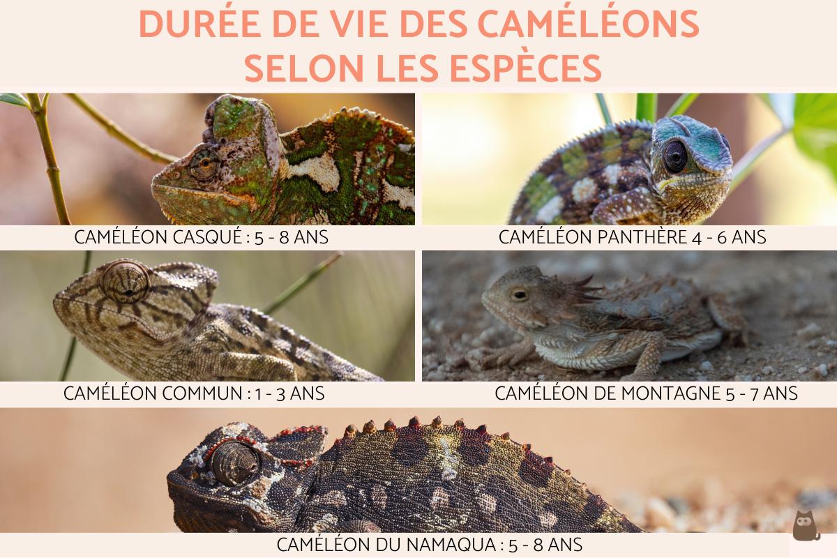 Durée de vie d'un caméléon