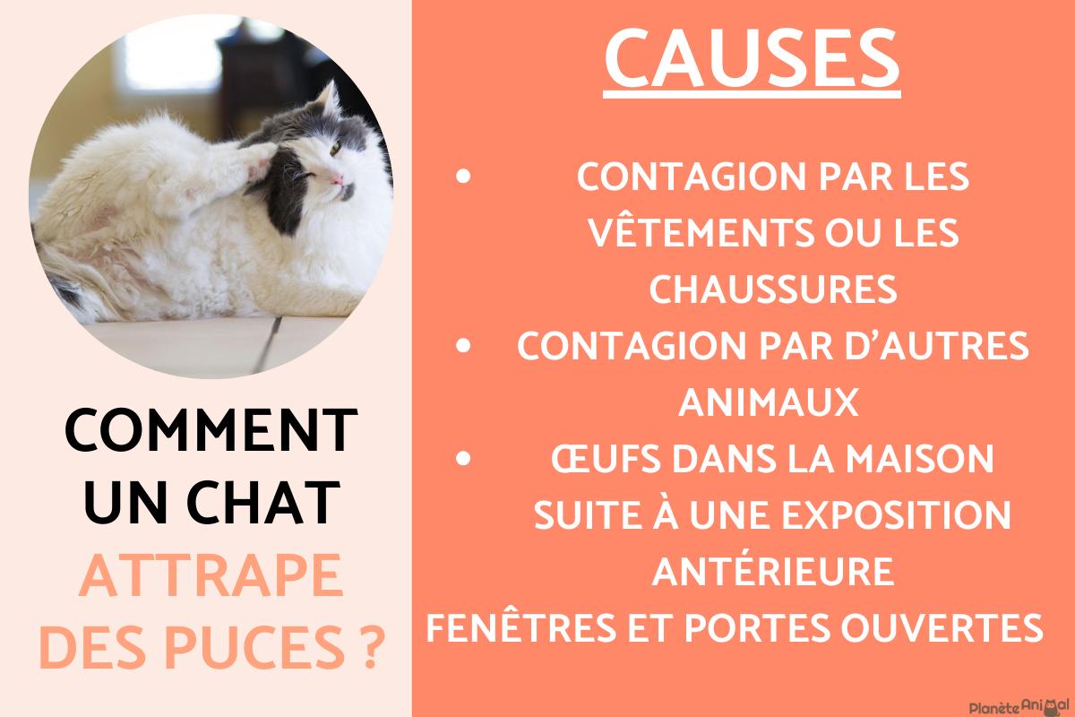 Comment un chat attrape des puces ?
