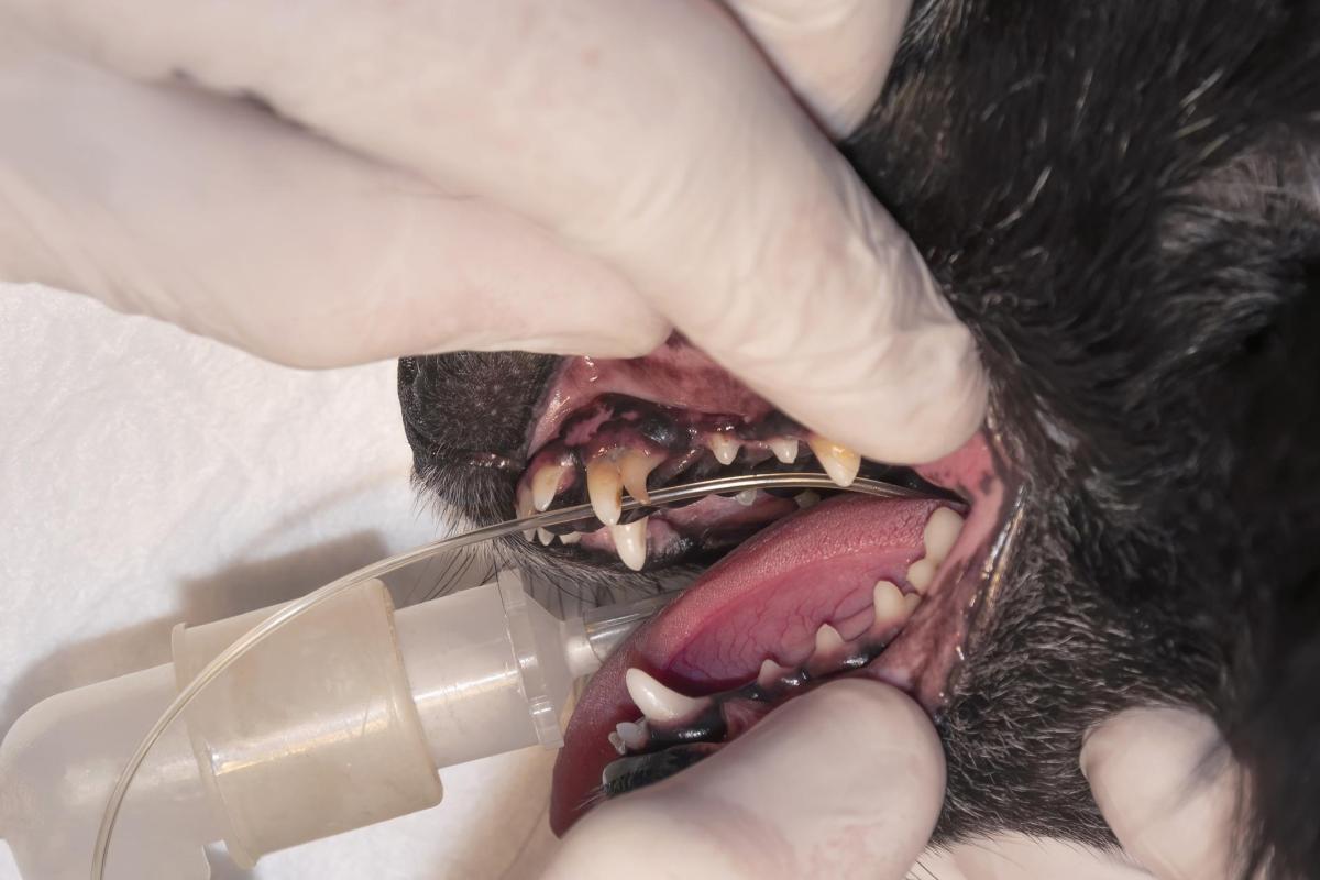 Mon chiot ne perd pas ses dents de lait - Causes et traitement