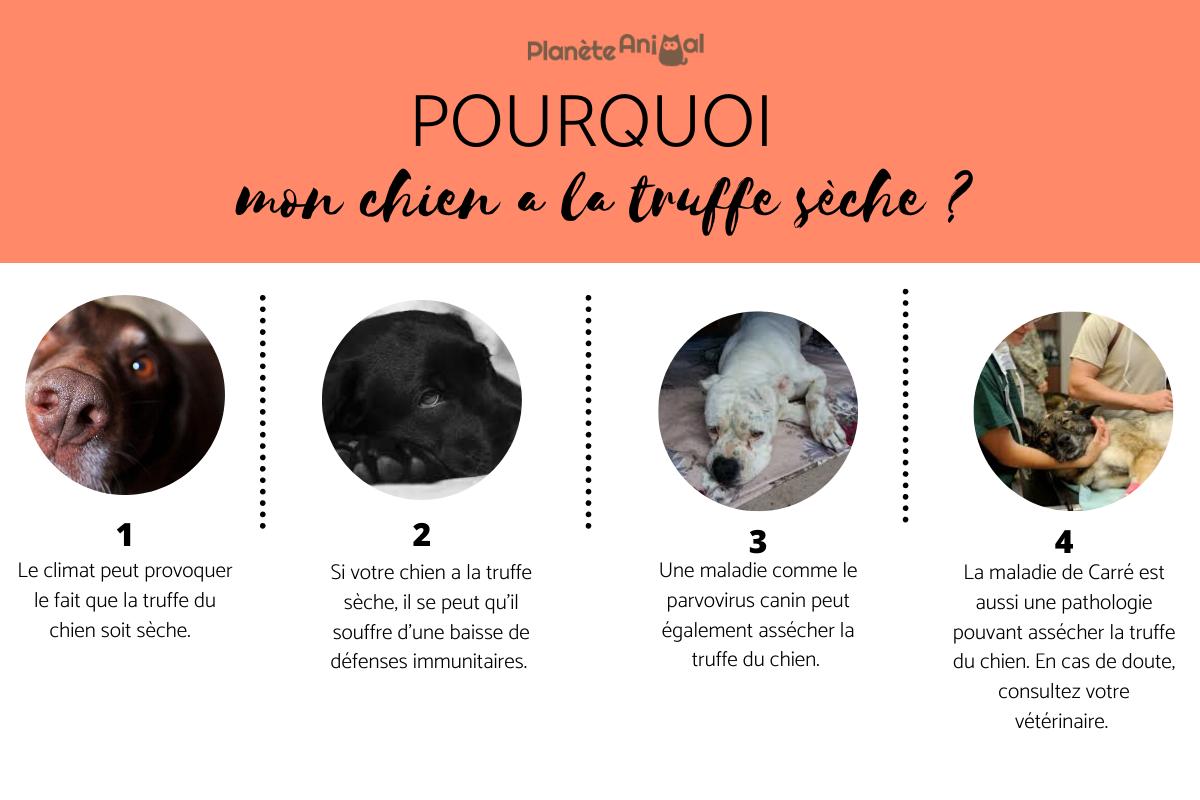 Pourquoi mon chien a la truffe sèche ?