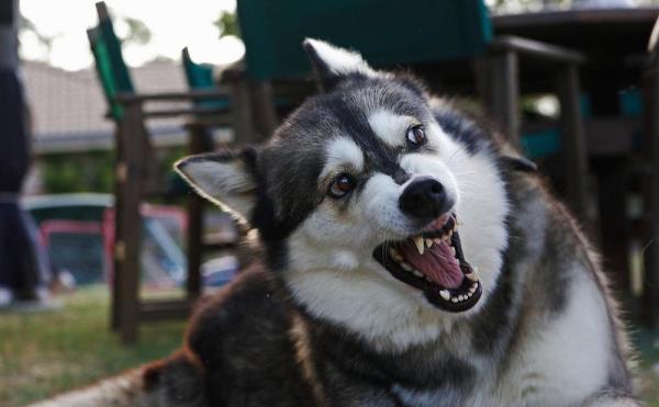 Chien agressif : Que faire ? - Chien agressif avec des objets et/ou l'environnement