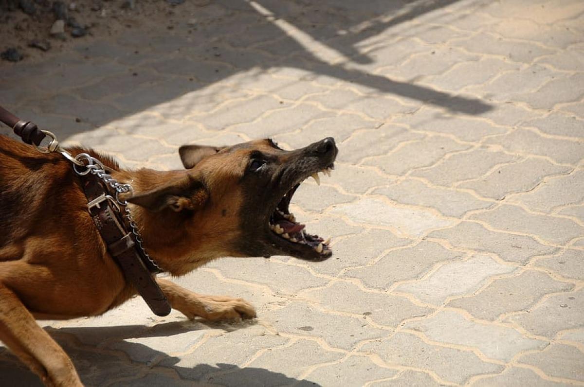 Chien agressif : Que faire ?