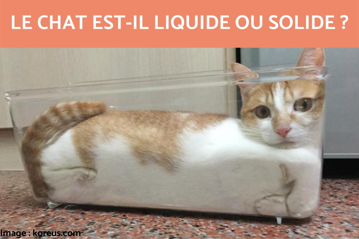 Le chat est-il liquide ou solide ?