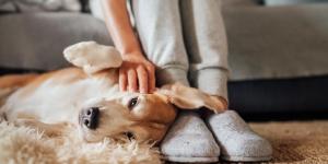 Pourquoi mon chien se blottit contre moi ?