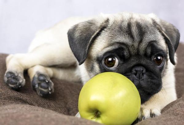 Alimentation d'un chiot de 2 mois - Alimentation d'un chiot de 2 mois