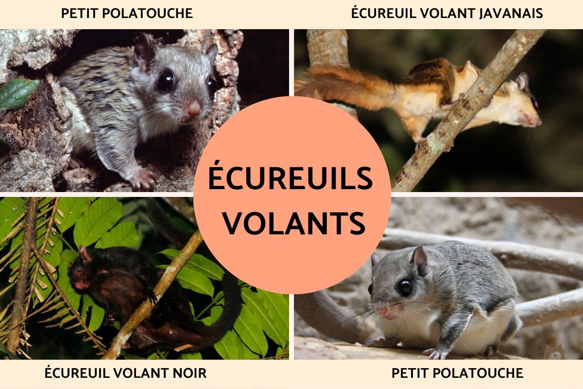Écureuils volants : types et photos