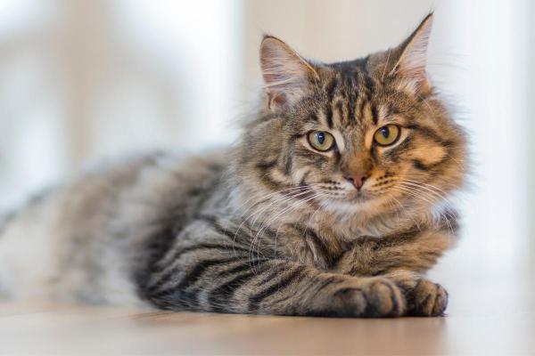 Caractère du chat selon sa couleur - Caractère d'un chat tigré