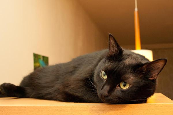 Caractère du chat selon sa couleur - Caractère des chats noirs