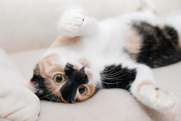 Caractère du chat selon sa couleur - Caractère des chats tricolores