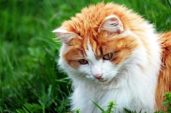 Caractère du chat selon sa couleur - Caractère du chat bicolore