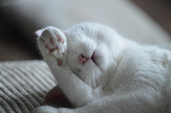 Caractère du chat selon sa couleur - Caractère du chat blanc