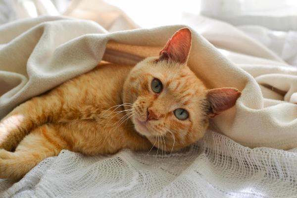 Caractère du chat selon sa couleur - Caractère du chat roux