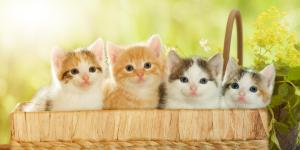 Caractère du chat selon sa couleur