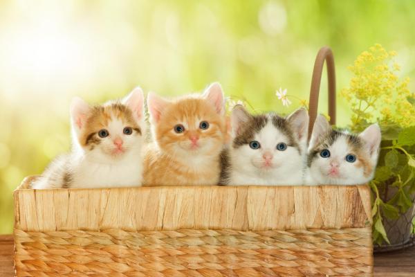 Caractère du chat selon sa couleur